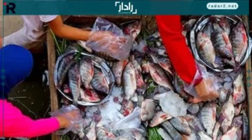 أسعار الأسماك في مطروح الأربعاء 22-10-2025: التونة بـ150 جنيهاً